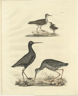 Plate XV: The Sandpipers, A Study in Seasonal and Developmental Plumage, 1826, Print