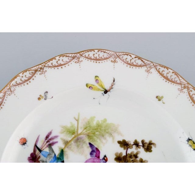 Antique and Meissen Porcelain Plate with Hand-Painted Birds and Insects For Sale - Image 3 of 5