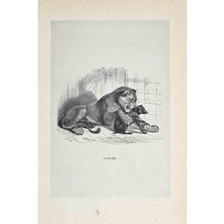 Paul Gervais, The Lion, Lithograph, 1854, Lithograph For Sale