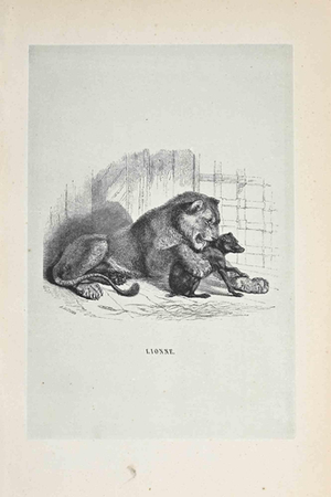Paul Gervais, The Lion, Lithograph, 1854, Lithograph