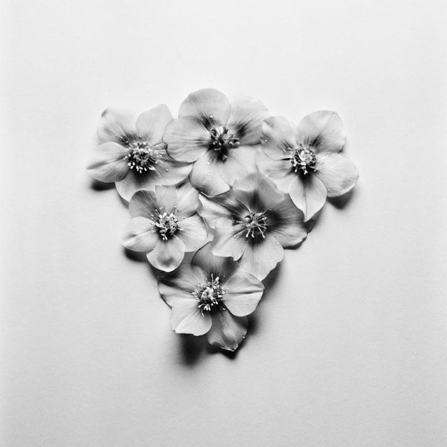 Black Hellebore no.3 - Analogue Black and White Floral Photography 2024 For Sale - Image 3 of 3