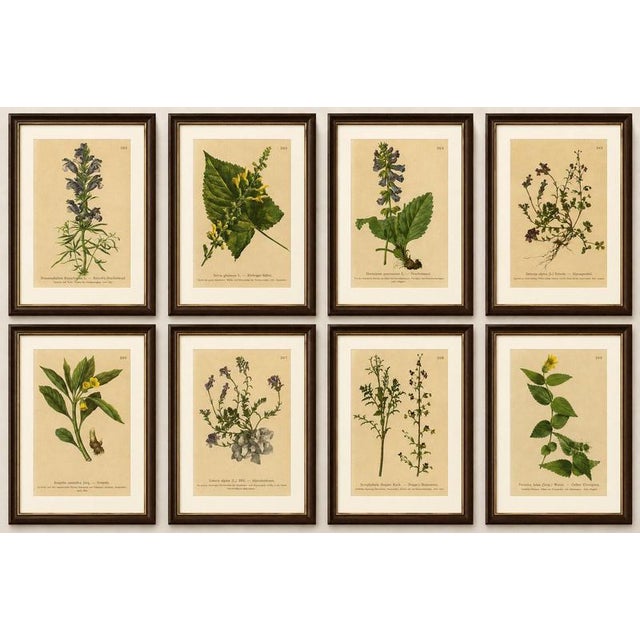 Title: Set of 8 Antique Alpine Botanical Chromolithographs – Atlas der Alpenflora 1897 : An elegant and cohesive set of...