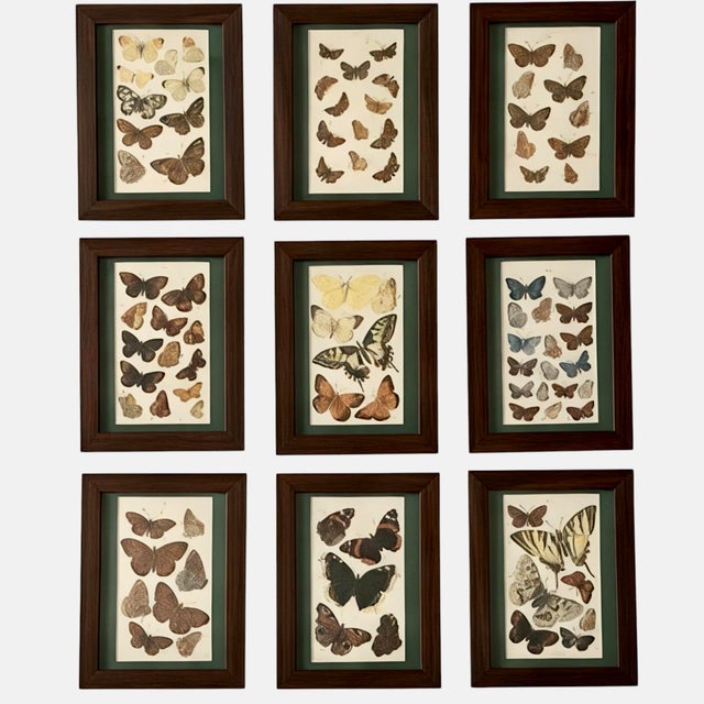 Antique Butterfly Print Gallery Wall Set in Walnut Frames - 9-Piece For Sale - Image 10 of 10
