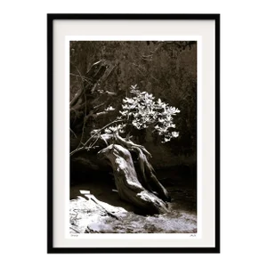Reaching for Light, Fine Art Photography, Yosemite Valley's Happy Isles, Original Black White Photograph Matted & Framed