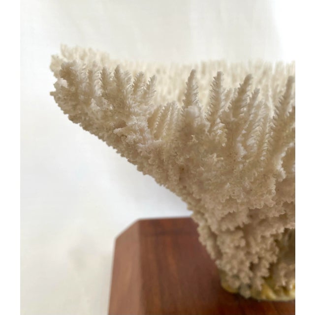 Vintage White Table Coral Specimen For Sale In Monterey, CA - Image 6 of 12