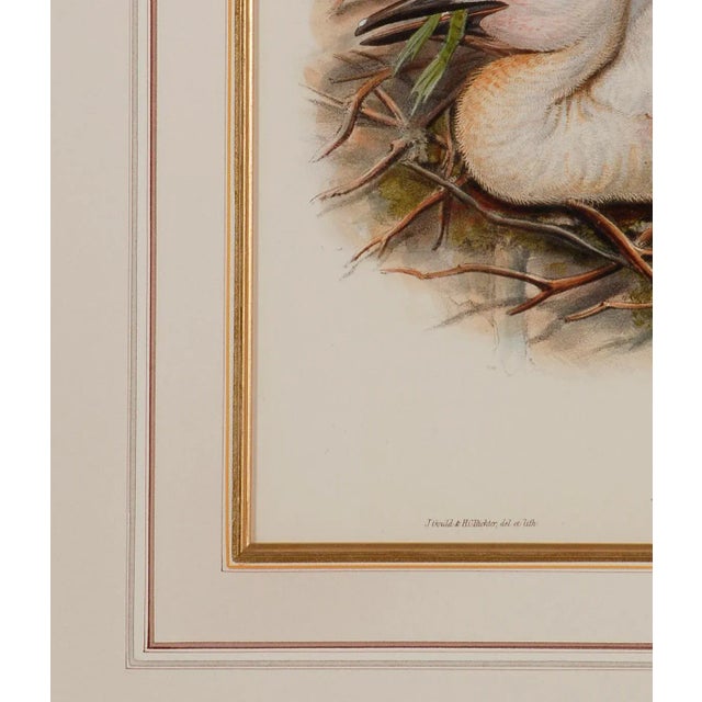 Mid 19th Century Stork Family: A Framed Original 19th C. Hand-Colored Lithograph by Gould, 1862-1873 For Sale - Image 5 of 6