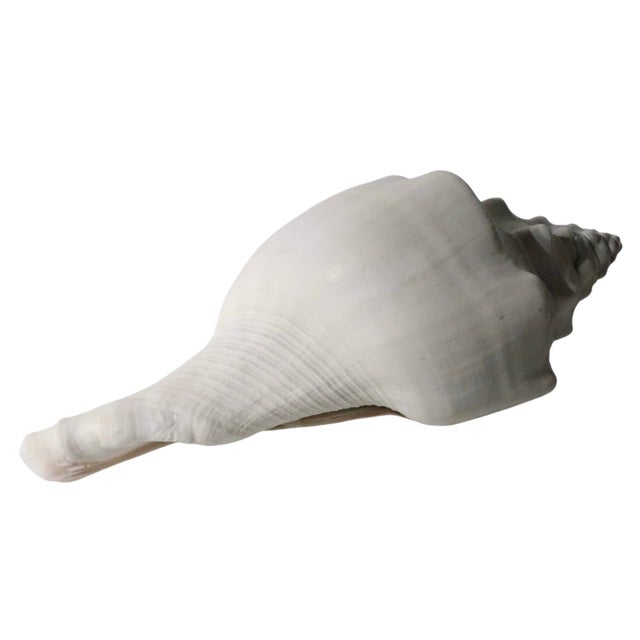 Coastal Mid 20th Century Large Conch Sea Shell For Sale - Image 3 of 7