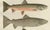 Scandinavian Salmon and Char, 1895, Paper For Sale - Image 3 of 6
