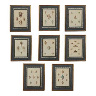Set of Eight Antique Hand Colored Seashell Prints For Sale