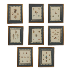 Set of Eight Antique Hand Colored Seashell Prints