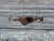 Early 18th Century 18th Century French Provincial Buffet For Sale - Image 5 of 5
