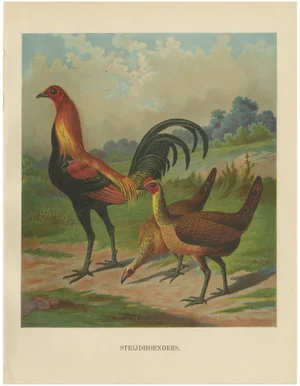 Game Fowl, 1888, Lithograph on Paper