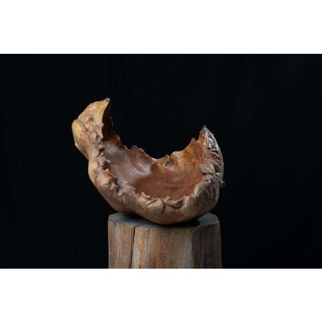 Large unusual wood bowl with an organic shape just as nature made it. The bowl is a hollowed piece of wood that’s been...