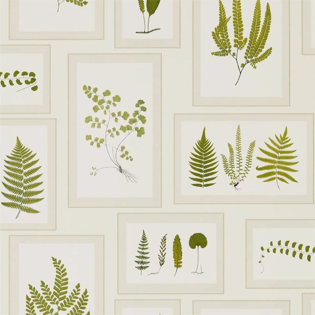 Sanderson Fern Gallery Wallpaper in Ivory/Green For Sale