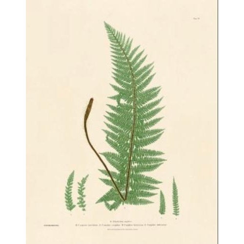 Paper Botanical Ferns by Henry Bradbury- Plates 1-9 - Set of 9 For Sale - Image 7 of 10
