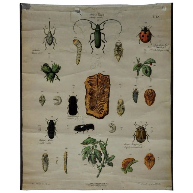1930s Old Vintage Beetles Insects Overview Wall Chart Poster For Sale - Image 5 of 5