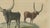 Bertuch, African Sanga Longhorn Cattle, 1810, Engraving For Sale - Image 4 of 9