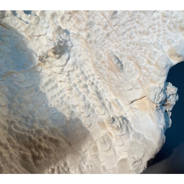 A grand salute to the sea. Costal design at its best. This massive, farmed, genuine Merulina White Ridge Coral was grown...