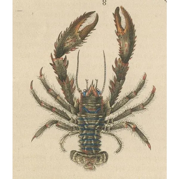 Crustacean Varieties in Drapiezs Natural Sciences Dictionary, 1845, Paper For Sale - Image 4 of 10