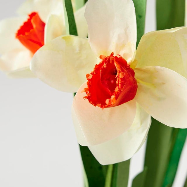 2020s Potted Paper Daffodils For Sale - Image 5 of 6