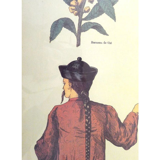 Mid-Century Modern Mid-Century French Educational Poster on Tea For Sale - Image 3 of 10