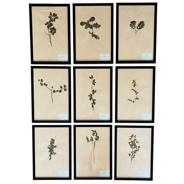A beautifully curated set of nine authentic French herbarium specimens, dated 1965 and professionally custom framed in...