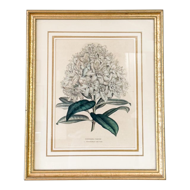 Vintage Print Rhododendron For Sale