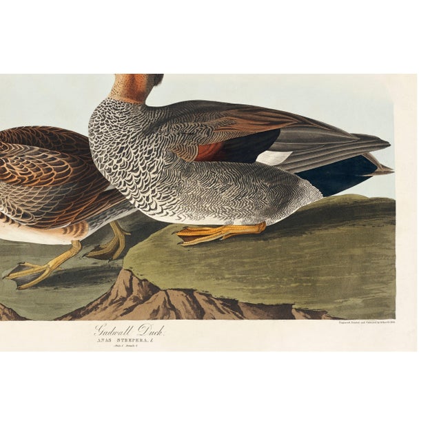 Gadwall Duck, Vintage Art Print Reproduction From Birds of America by John James Audubon, 48″ × 32″ For Sale - Image 12 of 12