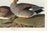 Gadwall Duck, Vintage Art Print Reproduction From Birds of America by John James Audubon, 48″ × 32″ For Sale - Image 12 of 12