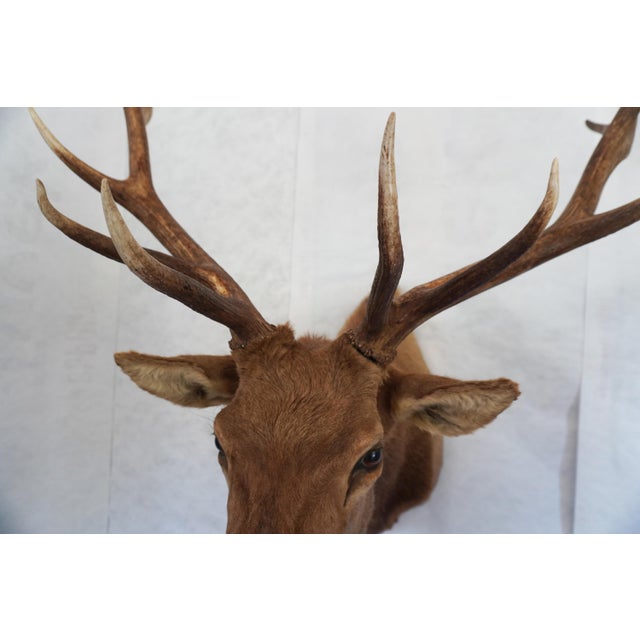 Elk Trophy Head Mount For Sale In Los Angeles - Image 6 of 18