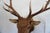 Elk Trophy Head Mount For Sale In Los Angeles - Image 6 of 18