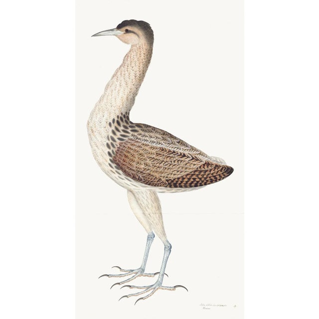 Paper European Bittern Plate 04 by Olof Rudbeck (Cfa-Wd) For Sale - Image 7 of 7