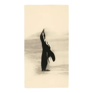 Yamamoto. Masao "Kawa=Flow #1651, 2016" Silver Gelatin Black and White Photo Unique Print From Edition of 20