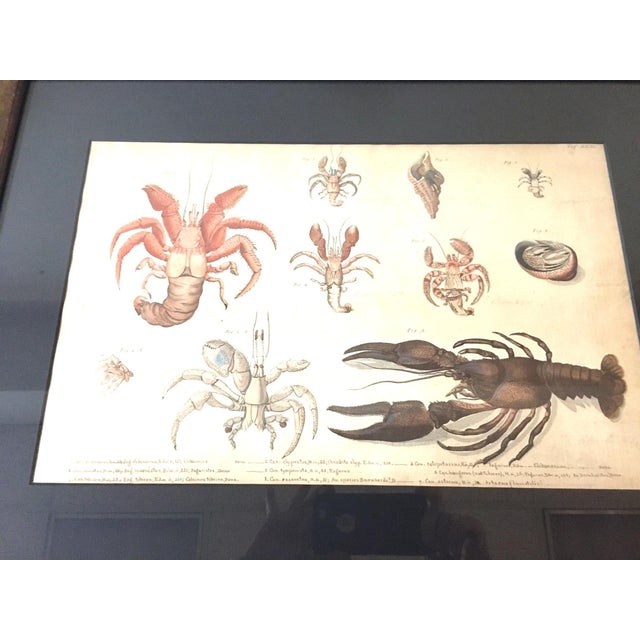Group of Four Crustaceans Studies 1793 by f.d. Heidenreich For Sale - Image 11 of 18