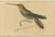 Paper Jardine, Evening Hummingbird, 1837, Prints, Set of 6 For Sale - Image 7 of 8