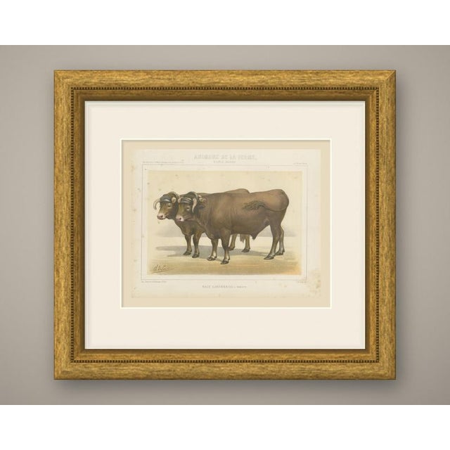 An original antique chromolithograph, printed in color, lettered "race garonnaise, bœufs." and published in paris about...