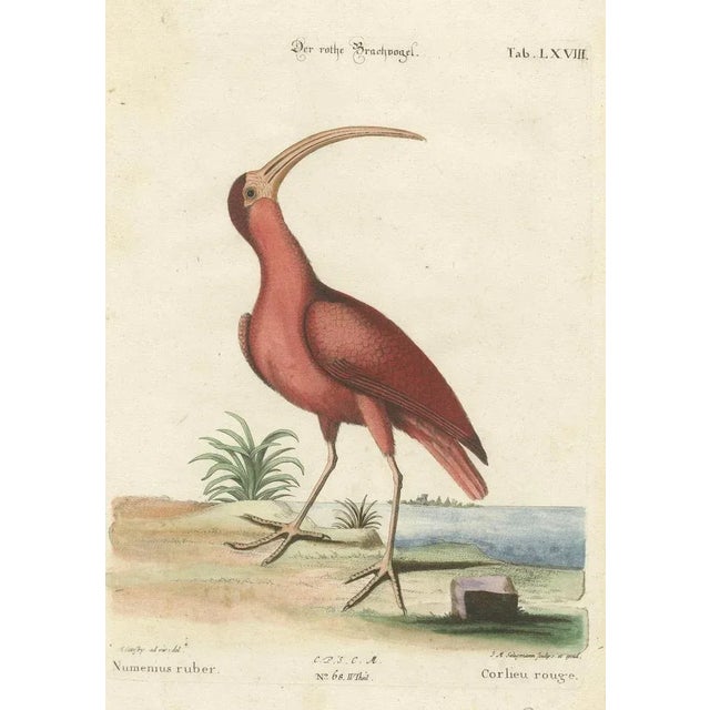 Paper Johann Michael Seligmann, Red Curlew, 1770, Hand-Colored Engraving For Sale - Image 7 of 9