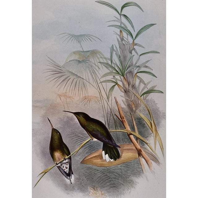 Realism Cuvier's Sabre-Wing Hummingbirds: A 19th C. Hand-Colored Lithograph by John Gould and Henry Constantine Richter, 1849-1861 For Sale - Image 3 of 5