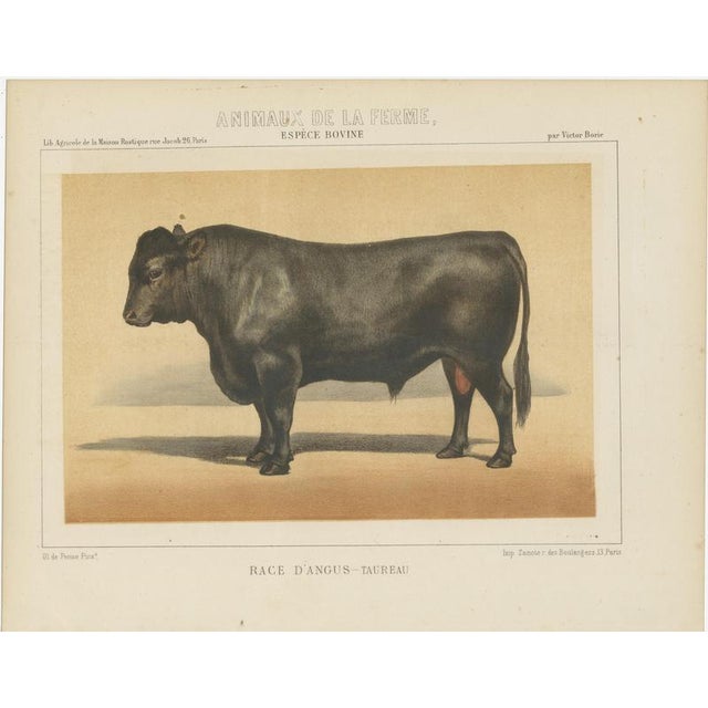 Olivier De Penne, Angus Bull, Scottish Cattle, 1863, Chromolithograph For Sale - Image 3 of 9