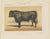 Olivier De Penne, Angus Bull, Scottish Cattle, 1863, Chromolithograph For Sale - Image 3 of 9