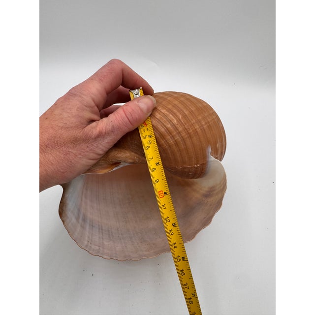 Tan Vintage Large Tun Ocean Snail Shell Seashell For Sale - Image 8 of 8