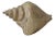 Sarreid Large Carved Wood Conch Shell, Made in Spain For Sale