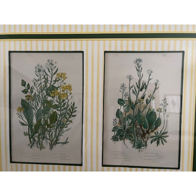1960s Four Vintage Botanical Reproduction Prints Exquisitly Framed For Sale - Image 5 of 6