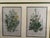 1960s Four Vintage Botanical Reproduction Prints Exquisitly Framed For Sale - Image 5 of 6