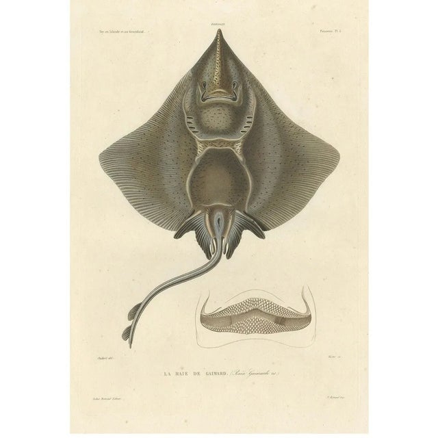 Arctic Skate or Gaimards Ray, Hand-Colored Lithograph, 1840s-1850s For Sale