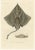 Arctic Skate or Gaimards Ray, Hand-Colored Lithograph, 1840s-1850s For Sale