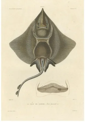 Arctic Skate or Gaimards Ray, Hand-Colored Lithograph, 1840s-1850s