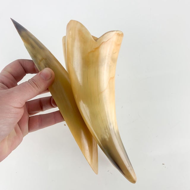 Mid 20th Century Vintage Buffed Polished Cow Ox Horns Wall Plant Hanging Pocket Western Ranch For Sale - Image 5 of 9