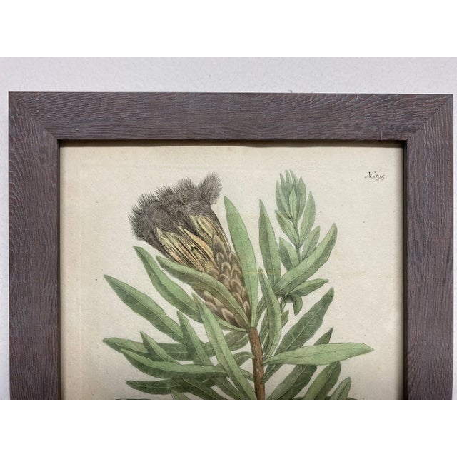 Early 18th Century Antique Botanical Johan Weinmann "Conifers IV" Original Woodcut on Paper, Framed For Sale - Image 5 of 12