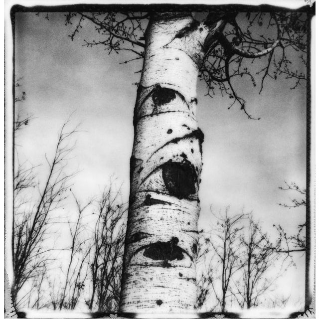 Eyed Birtch' 2024 A photograph captured with a Polaroid camera. Printed on the finest archival paper, these limited...